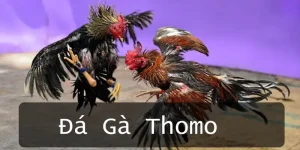 Đá gà Thomo